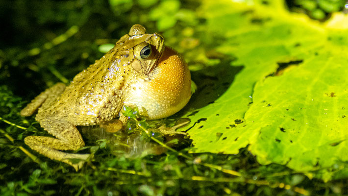 Incilius coniferus