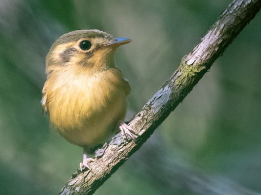  Platyrhynque à moustaches, Platyrinchus mystaceus