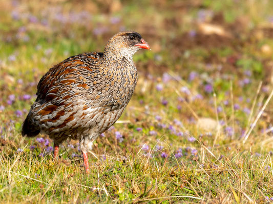 Francolin à cou roux, Pternistis castaneicollis. ENDÉMIQUE