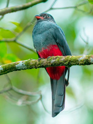 Trogon de Massena, Trogon massena femelle