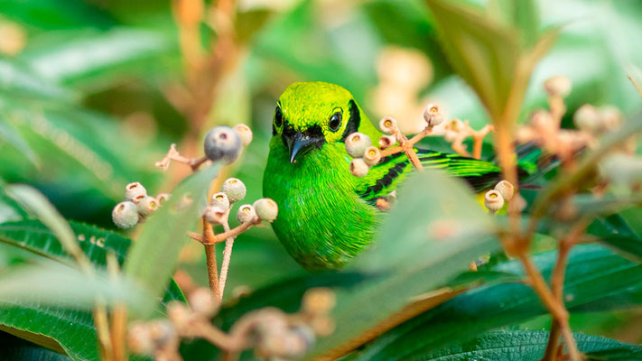 Emerald Tanager, Tangara florida