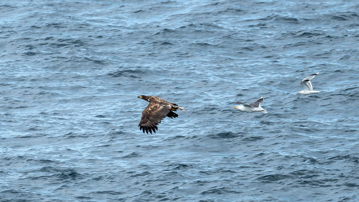 Jnice scene; an immature White-tailed Eagle, Haliaeetus albicilla, is harassed by a Great Black-backed Gull, Larus marinus, closely followed by a Mew Gull, Larus canus