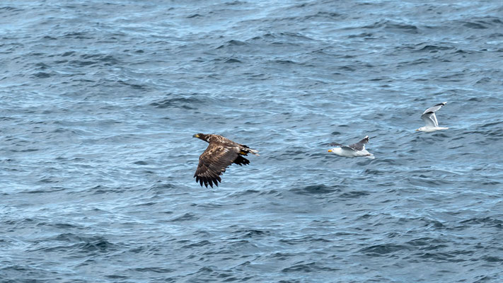 Jnice scene; an immature White-tailed Eagle, Haliaeetus albicilla, is harassed by a Great Black-backed Gull, Larus marinus, closely followed by a Mew Gull, Larus canus