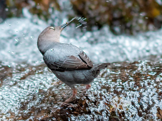 Cincle d'Amérique, Cinclus mexicanus. Rivière Savegre