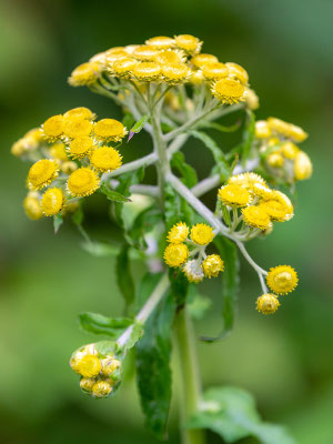 Fleur de la familee des  Asteroideae