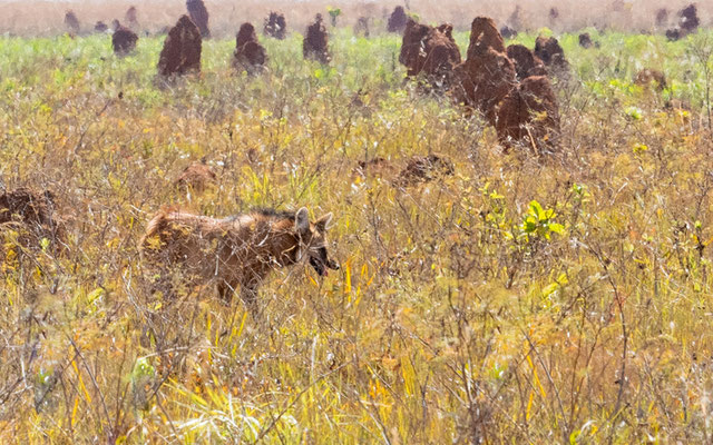 Loup à Crinière, Chrysocyon brachyurus