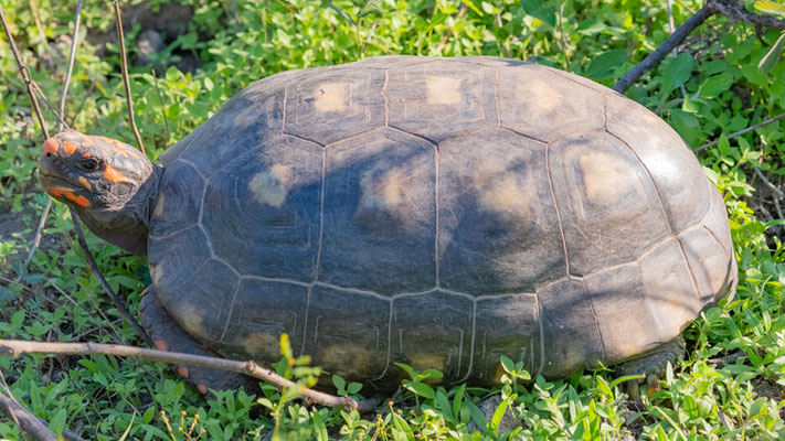 Tortue Charbonnière, Chelonoidis carbonarius