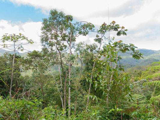 Montagnes autour de Regua