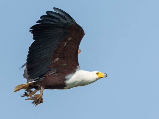 Pygargue vocifère,  Haliaetus vocifer