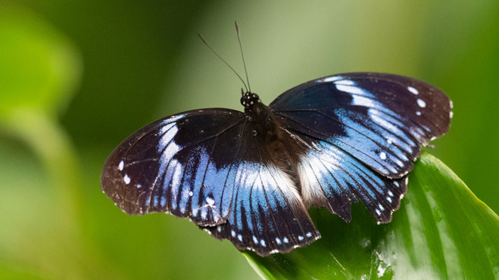  Diadème bleu, Hypolimnas salmacis