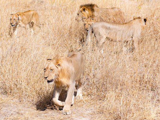 Lion, Panthera leo