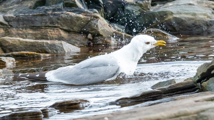 Goéland cendré, Larus canus, prenant son bain!