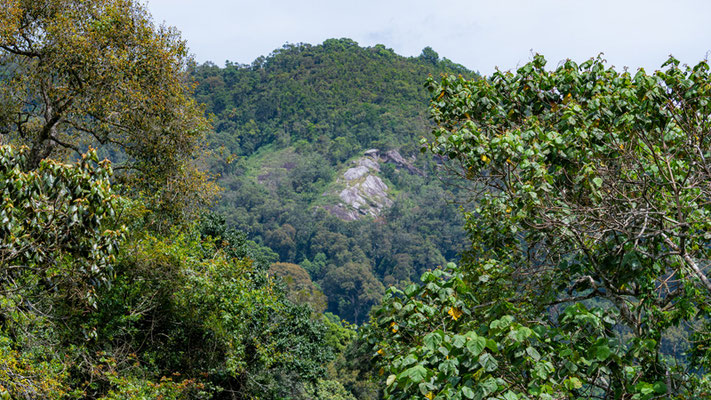 Une des magnifique forêts des Ulugurus encore bien préservée. 