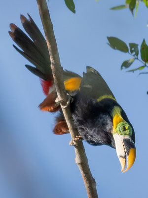 Gould's Toucanet, Selenidera gouldii