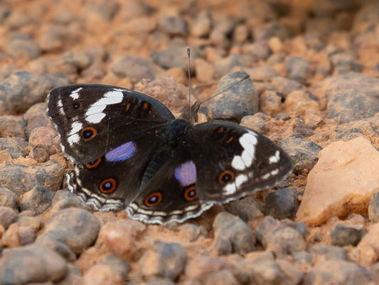 Junonia oenone ssp. oenone