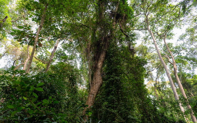 Forêt de Kalakpa 