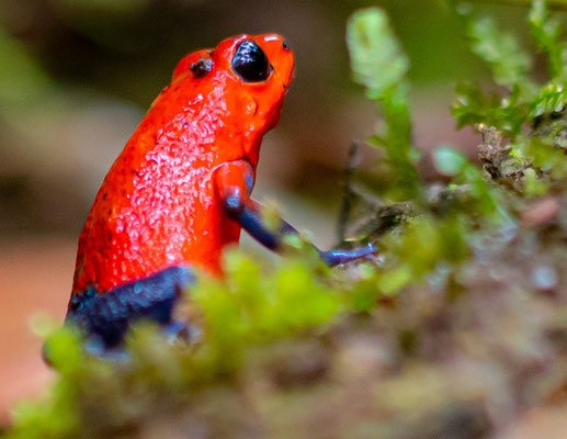 Dendrobate fraise, Oophaga pumilio 