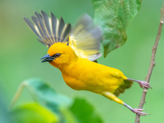 Tisserin orangé,  Ploceus aurantius