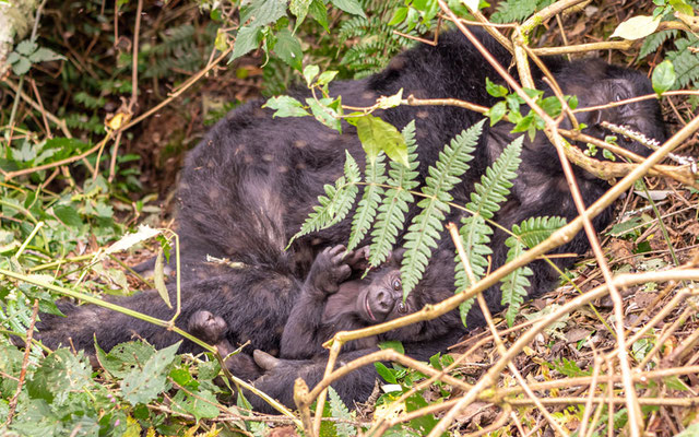 Mère avec son jeune du Gorille des montagnes, Gorilla beringei beringei 