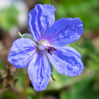 Géranium du Liban, Geranium libanoticum