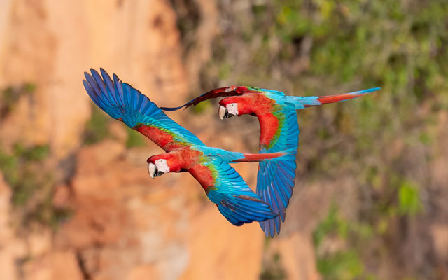 Red-and-green Macaw,  Ara chloropterus. Pair