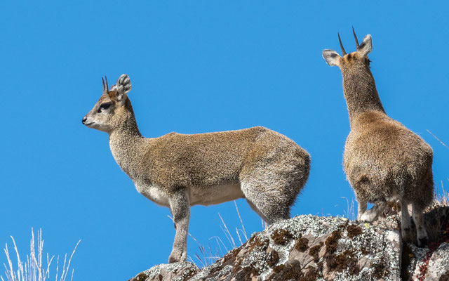 Oreotragus oreotragus saltatrixoides. Sous espèce endémique.