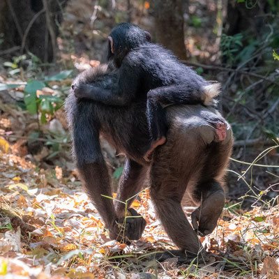 Mother and her young Chimpanzee, Pan troglodytes