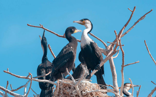 Grand cormoran, Phalacrocorax carbo