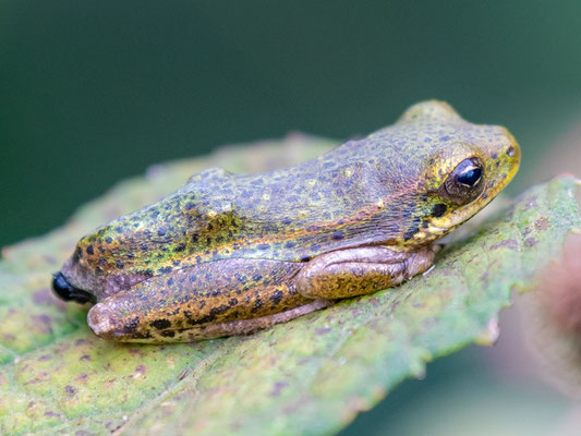 Hyperolius viridiflavus, couleur très variable!