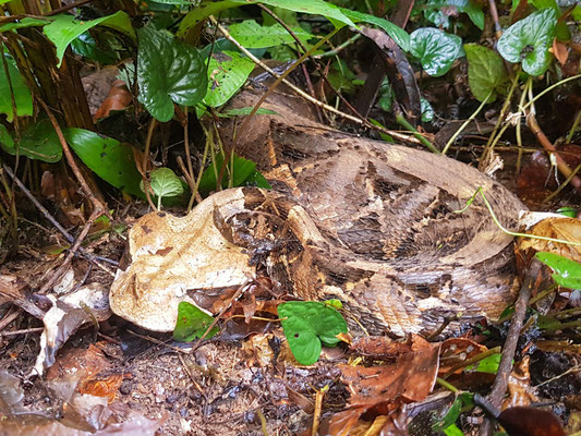 West African Gaboon viper, Bitis rhinoceros. Observed in full digestion, which explains the fact that it did not move much!