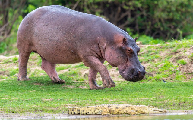 L'autre espèce animale  omniprésente du Parc; l' Hippopotame amphibie, Hippopotamus amphibius et Crocodile du Nil, Crocodylus niloticus  