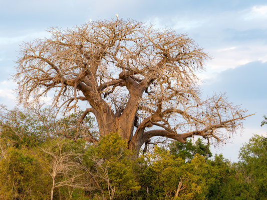 Magnifique  Baobab africain, Adansonia digitata. 