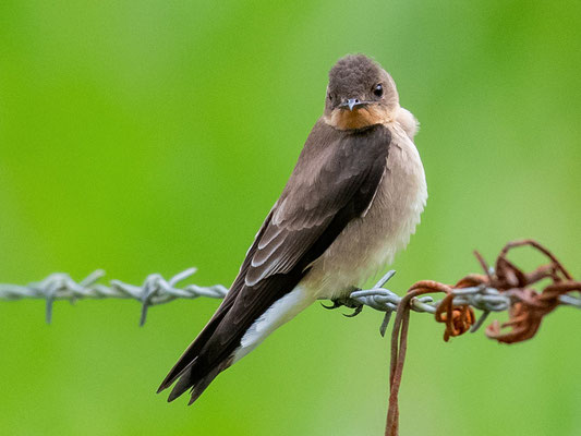  Hirondelle à gorge rousse, Stelgidopteryx ruficollis