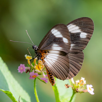 Pseudacraea eurytus