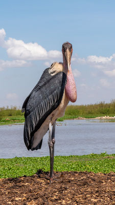 Marabou Stork, Leptoptilos crumeniferus