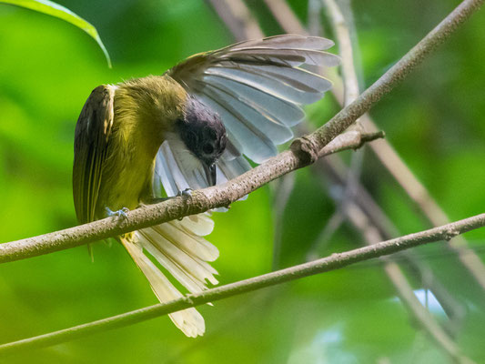 Bulbul à gorge blanche, Phyllastrephus albigularis