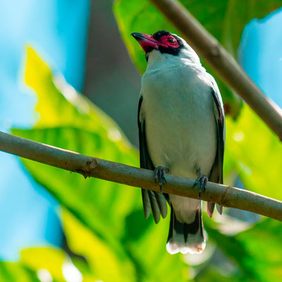 Tytire masqué, Tityra semifasciata mâle, les yeux ouverts