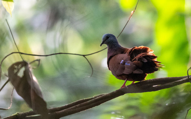 Blue-headed Wood Dove , Turtur brehmeri