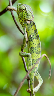 Caméléon bilobé, Chamaeleo dilepis