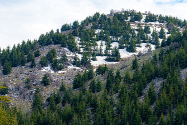 Forêt de cèdre du Shouf
