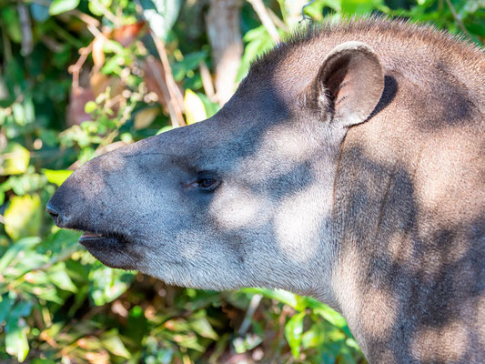 Tapir du Brésil, Tapirus terrestris