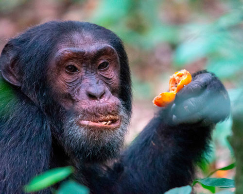 Chimpanzé, Pan troglodytes