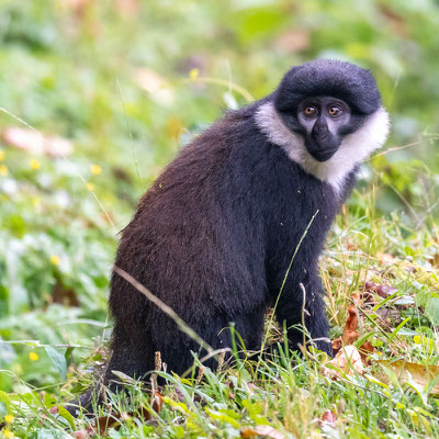 Cercopithèque de L’Hoest, Allochrocebus lhoesti. Endémique du Congo et du sud de l'Ouganda