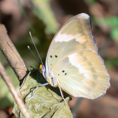 Euphaedra eupalus