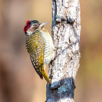 Bennett's Woodpecker, Campethera bennettii