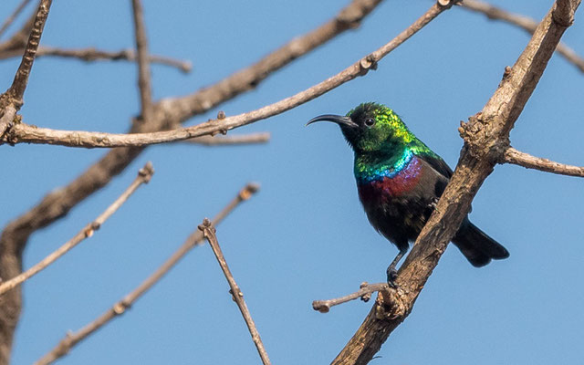 Souimanga du Marico, Cinnyris mariquensis