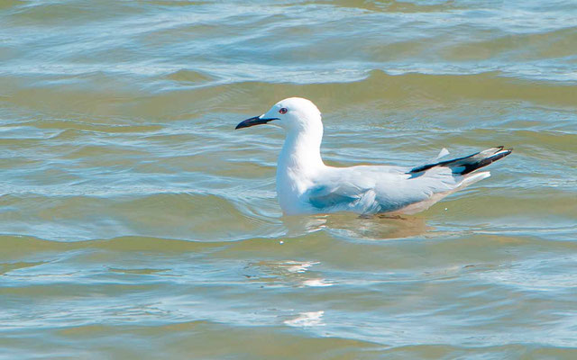  Goéland railleur, Larus genei