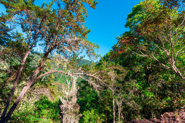 Forêt tropicale composée en majorité de chênes (genre Quercus) 