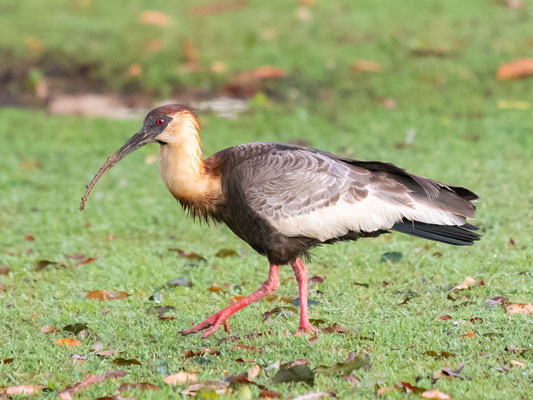  Ibis mandore, Theristicus caudatus