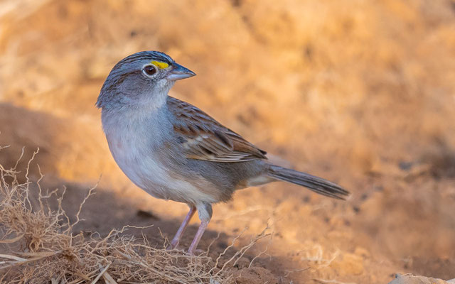  Bruant des savanes, Ammodramus humeralis